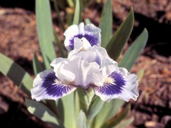 Iris g. 'Ice and Indigo' (Bearded Iris - Standard Dwarf Bluish