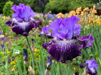 Jawbone Flats Potted Iris