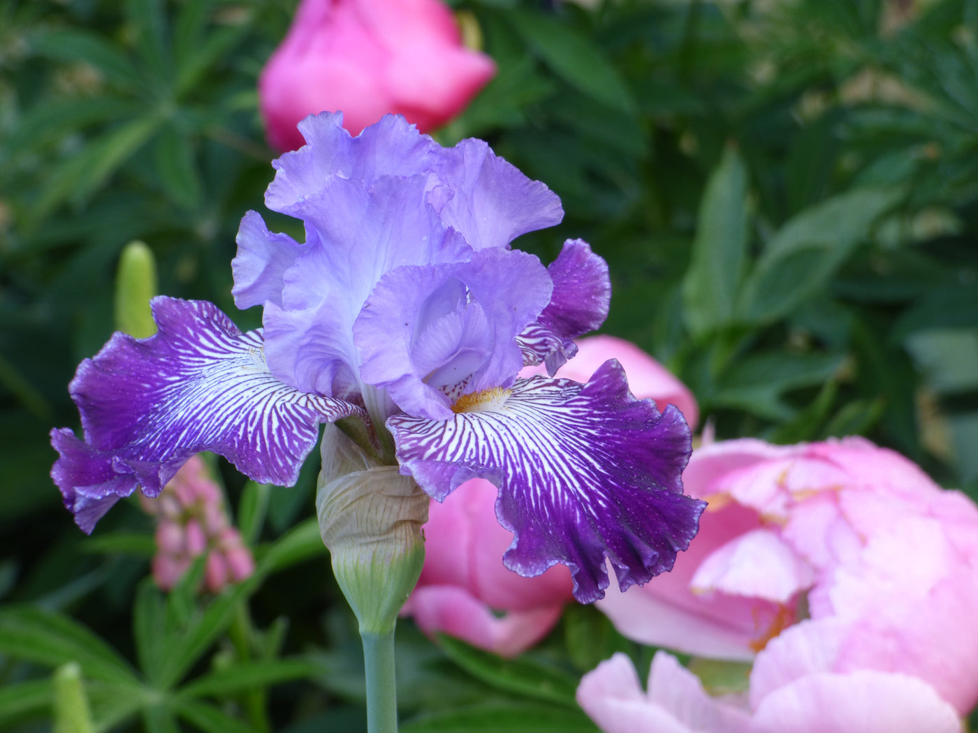 Jawbone Flats Potted Iris