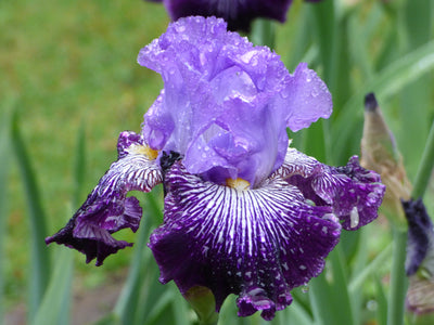 Jawbone Flats Potted Iris