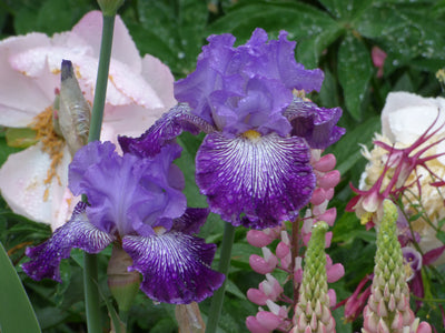 Jawbone Flats Potted Iris