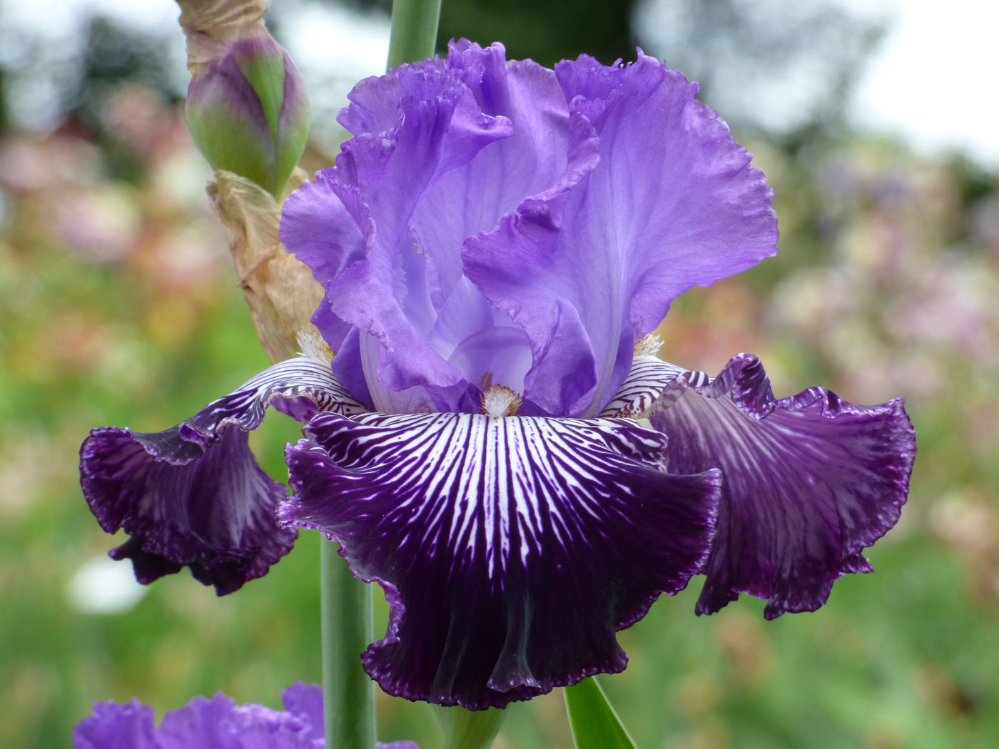 Jawbone Flats Potted Iris