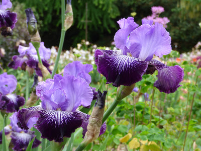 Jawbone Flats Potted Iris