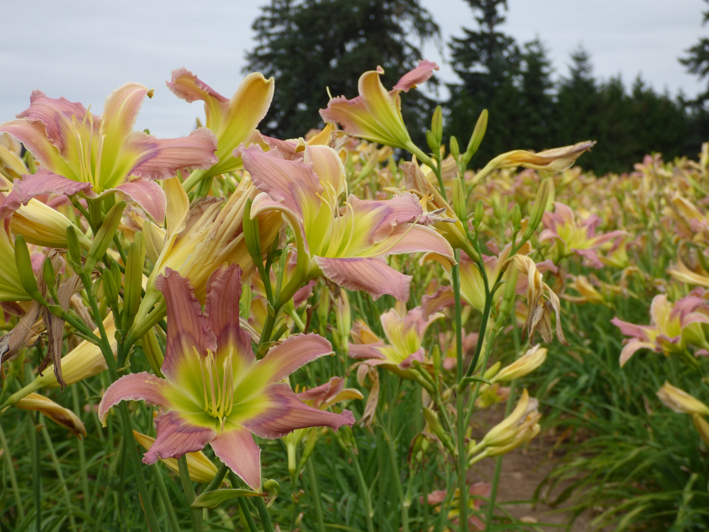 Surprise Grab Bag Daylily Collection