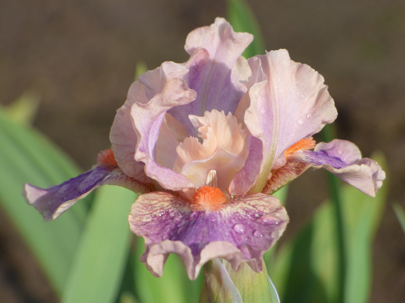 McCrae Potted Iris