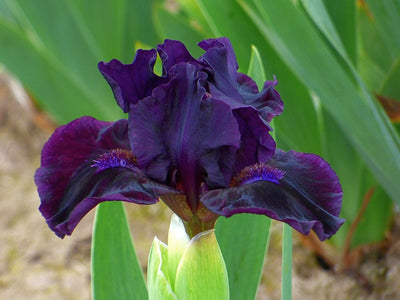 Mink River Potted Iris