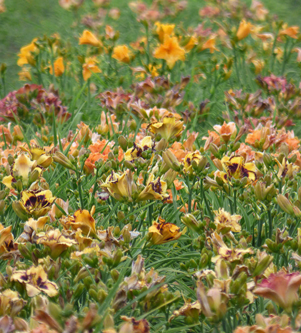 Surprise Grab Bag Daylily Collection