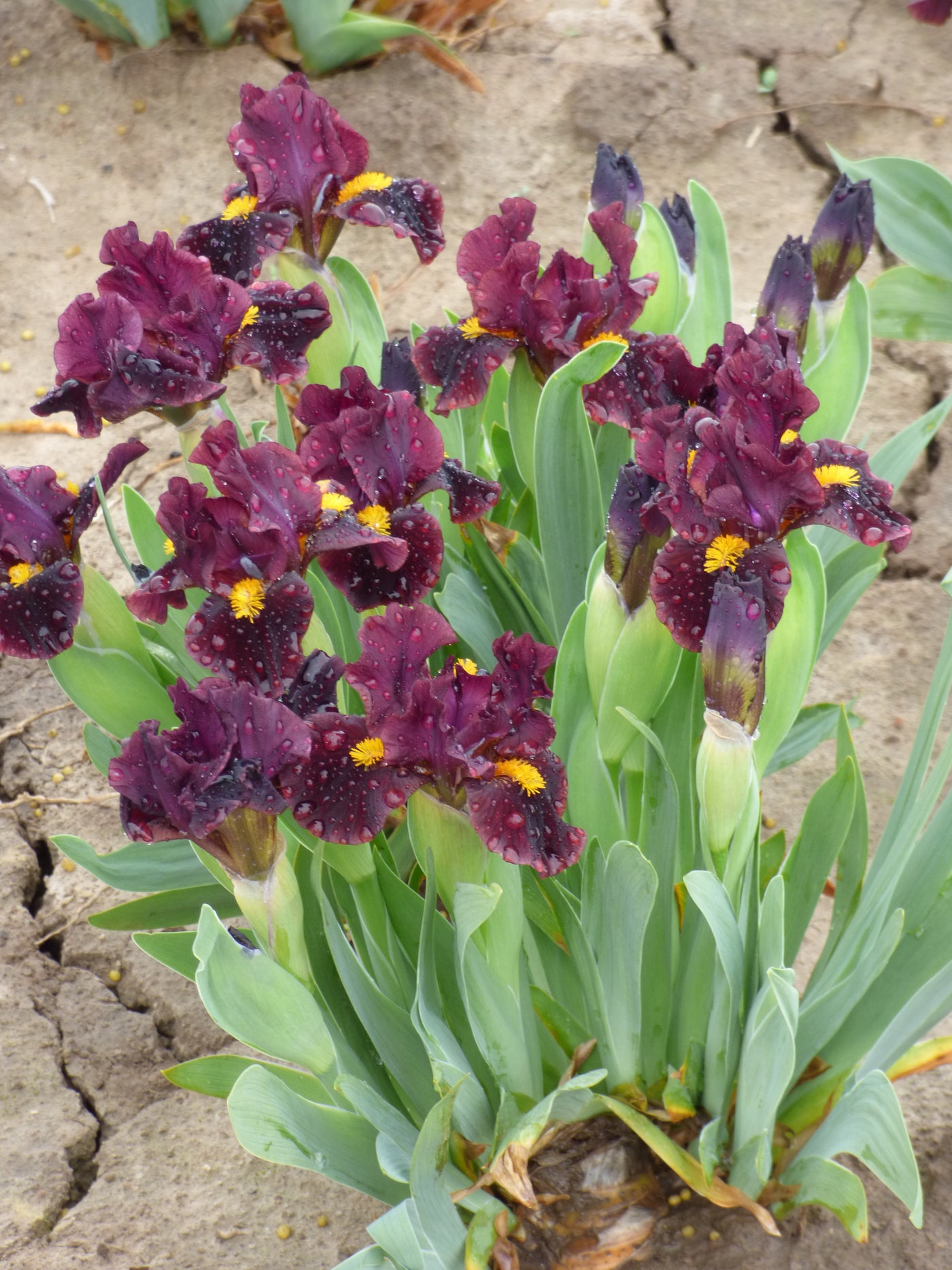 Gopher Potted Iris