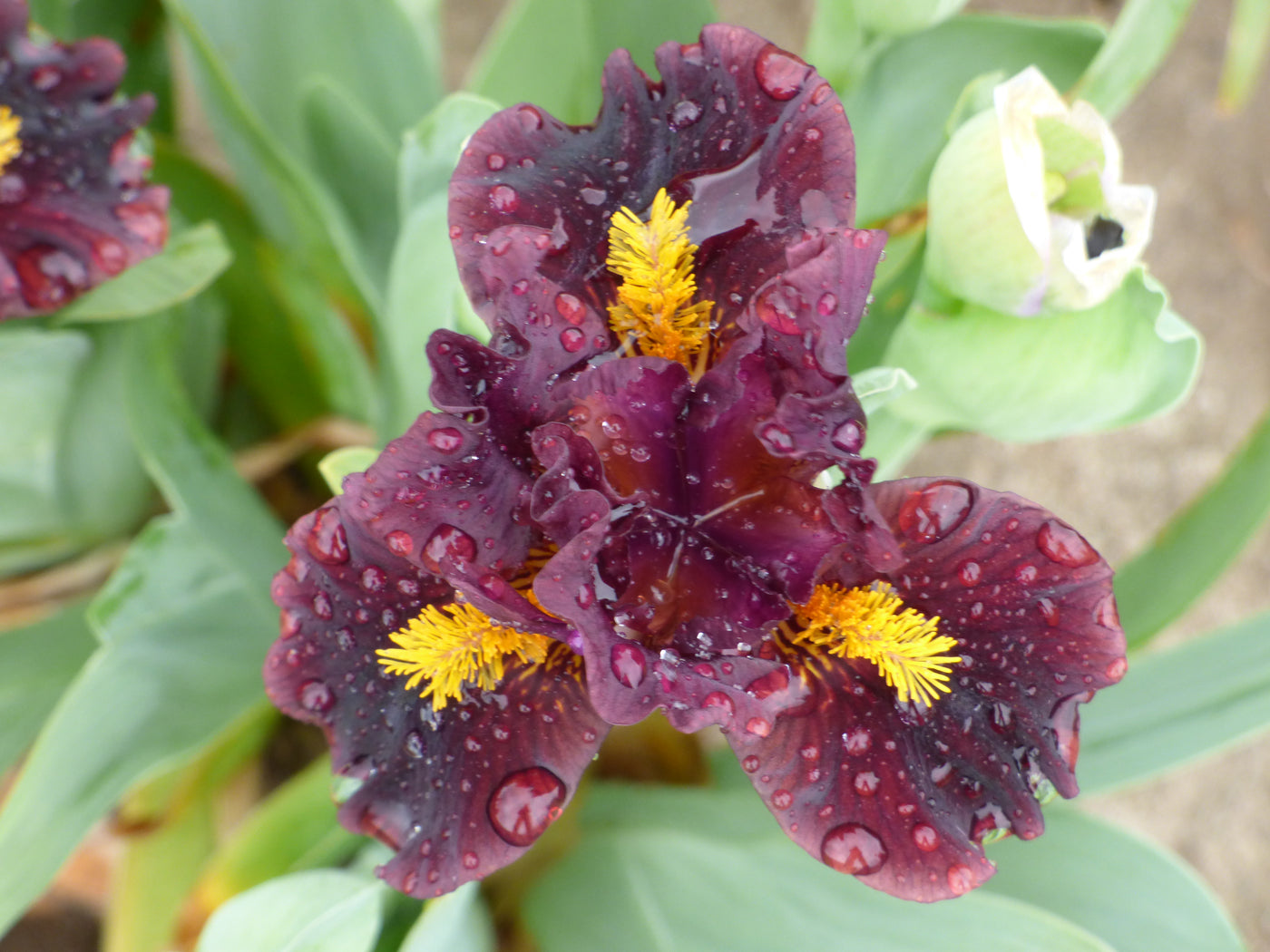 Gopher Potted Iris