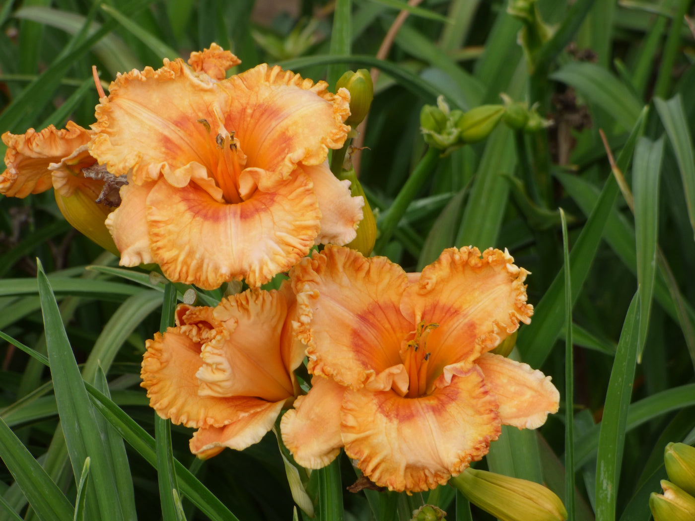 Surprise Grab Bag Daylily Collection