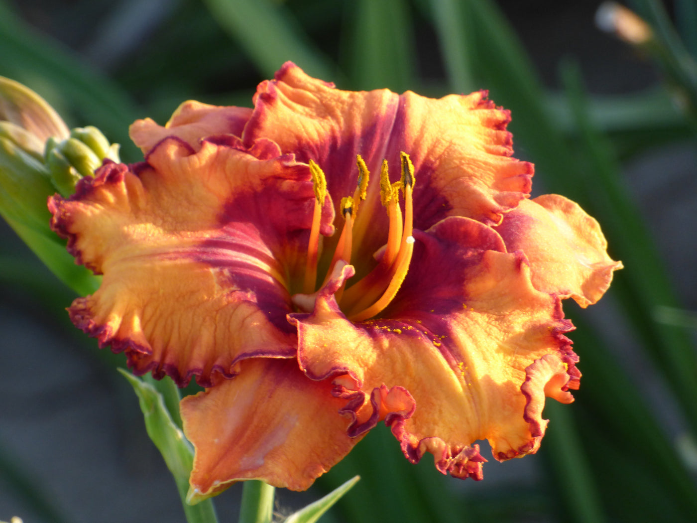 Surprise Grab Bag Daylily Collection