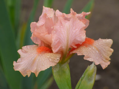 Portland Pink Potted Iris