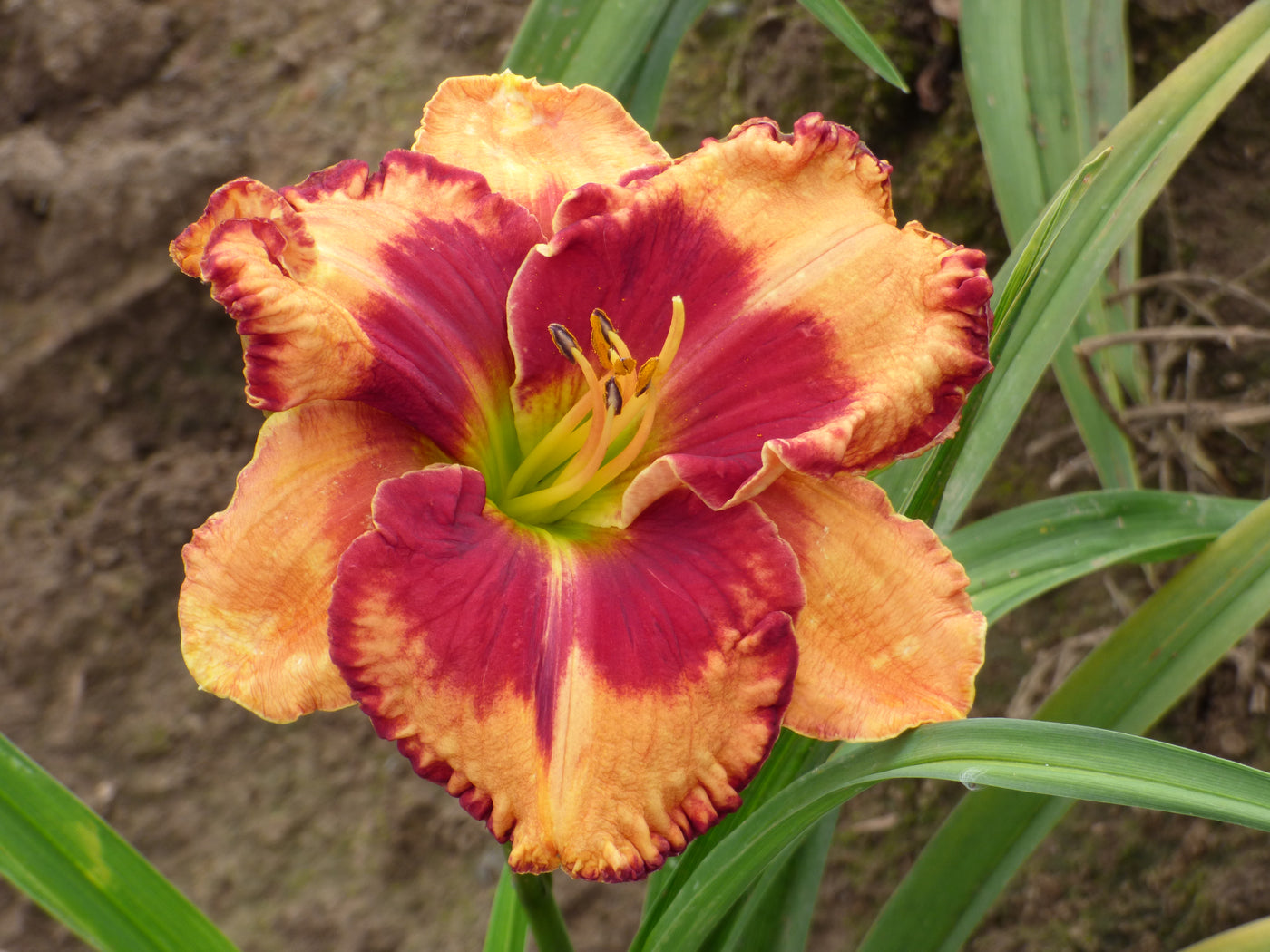 Power Surge (Daylily)