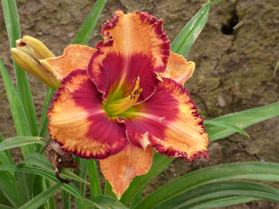 Power Surge (Daylily)