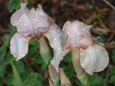 Precious Little Pink