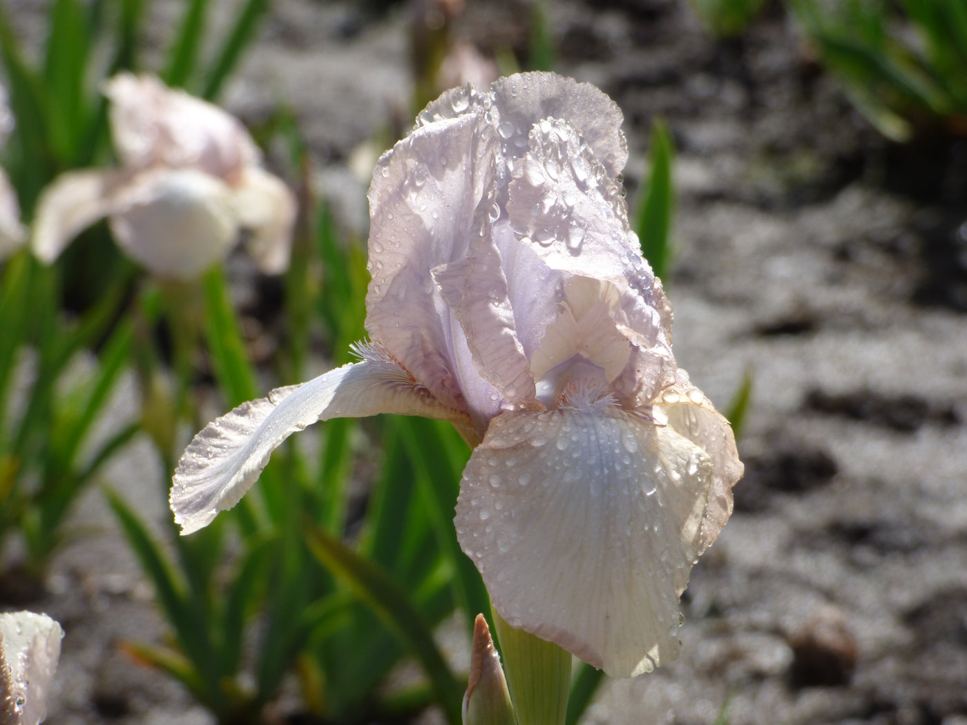 Precious Little Pink