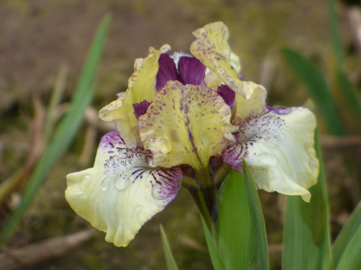 Purple Paws Potted Iris