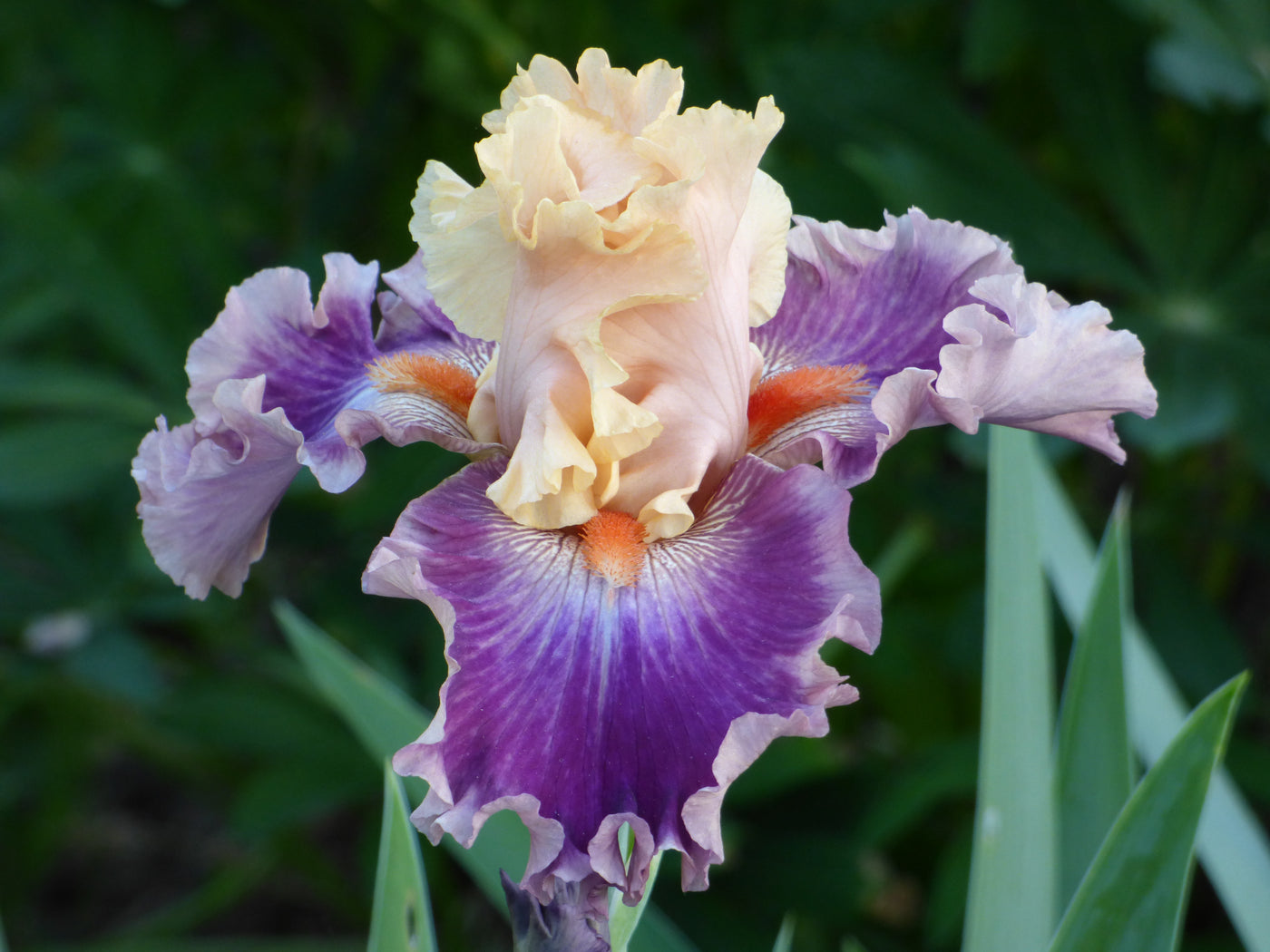 Rasputin Potted Iris