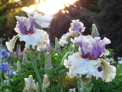 Restless Spirit Potted Iris