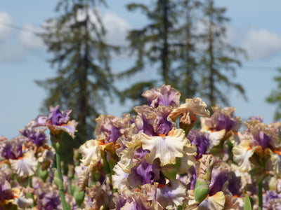 Restless Spirit Potted Iris