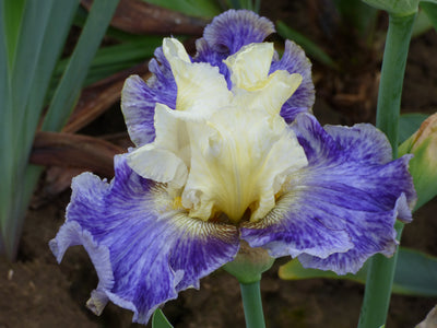 Rhizome Cowboy - Free bonus with $50 Bearded Iris Purchase