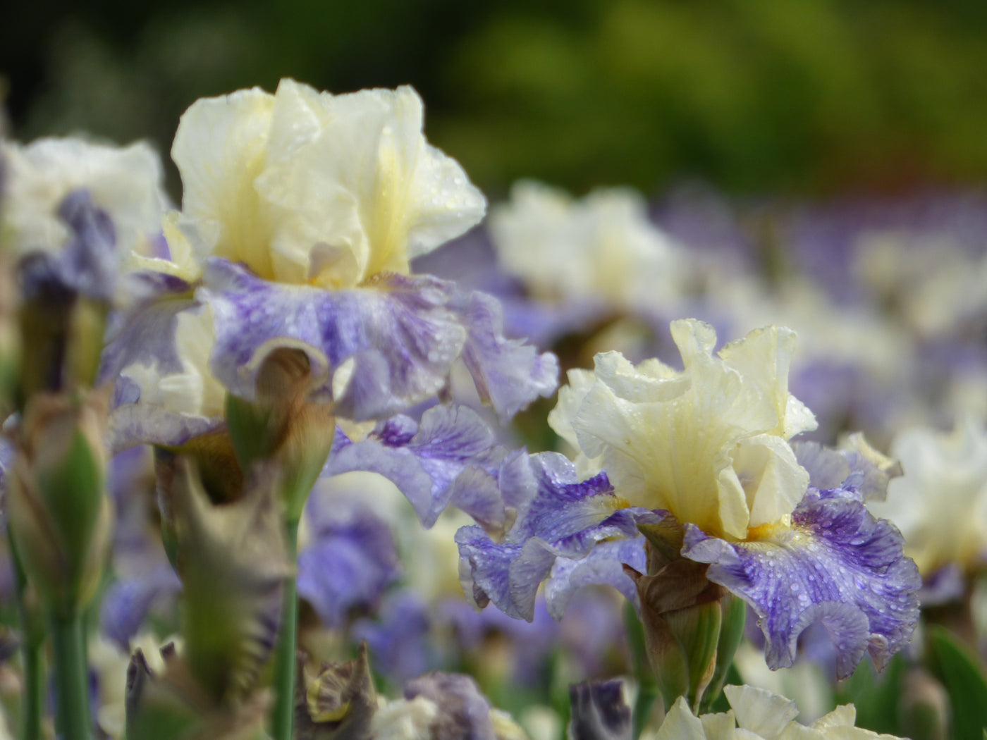 Rhizome Cowboy - Free bonus with $50 Bearded Iris Purchase