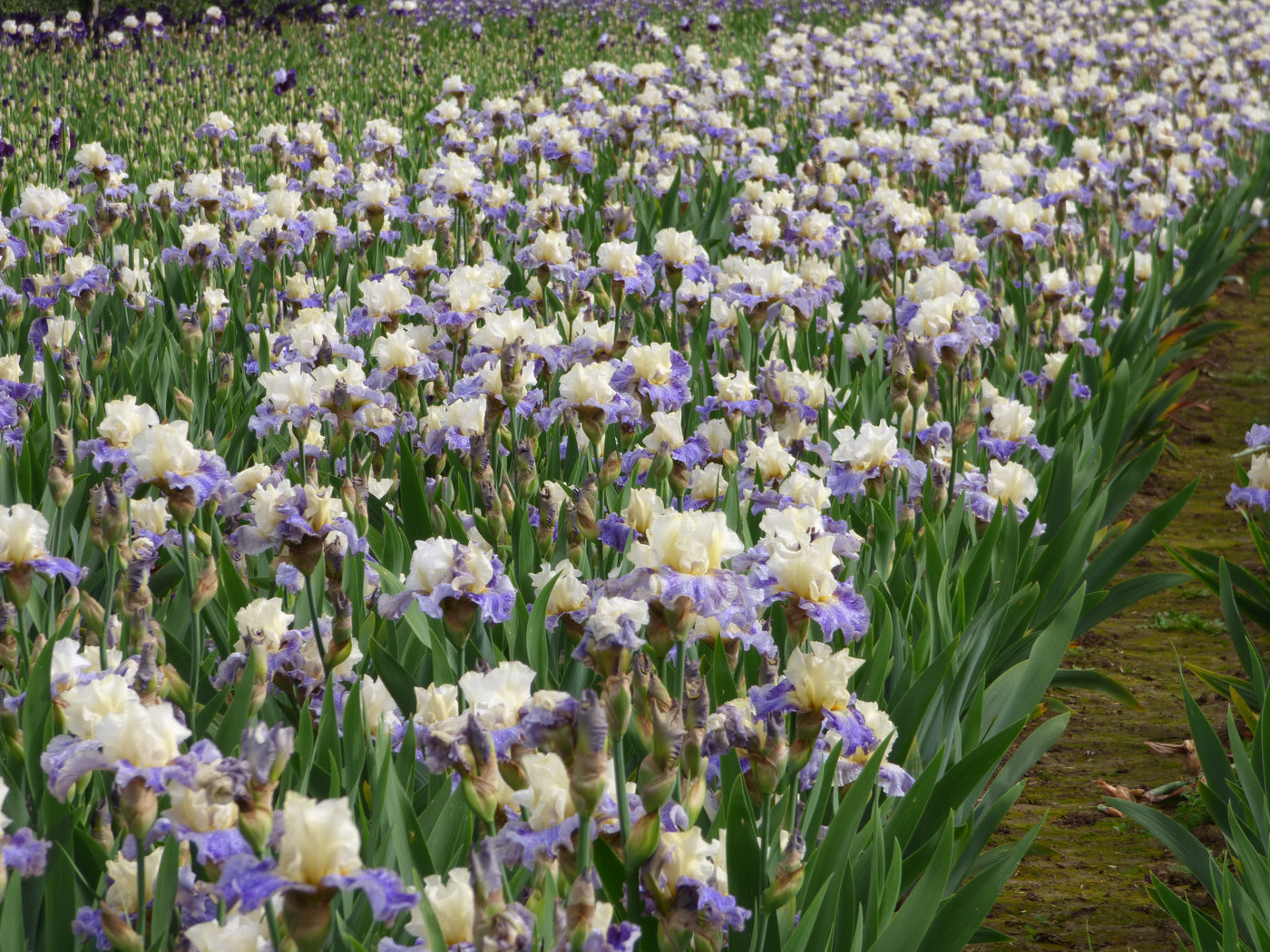 Rhizome Cowboy - Free bonus with $50 Bearded Iris Purchase