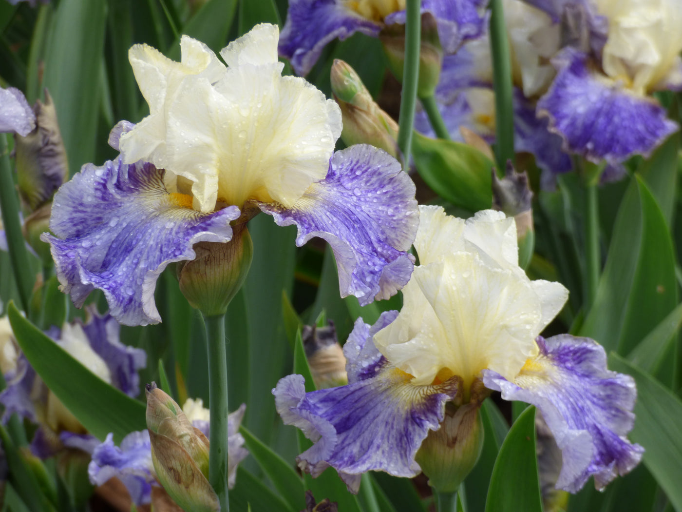 Rhizome Cowboy - Free bonus with $50 Bearded Iris Purchase