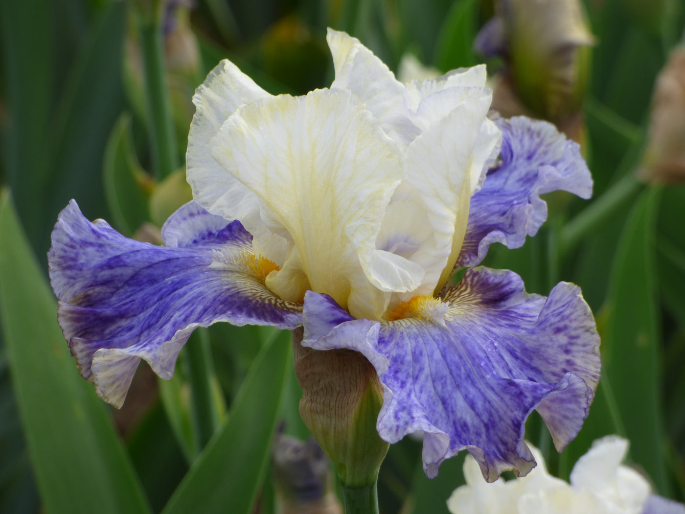 Rhizome Cowboy - Free bonus with $50 Bearded Iris Purchase