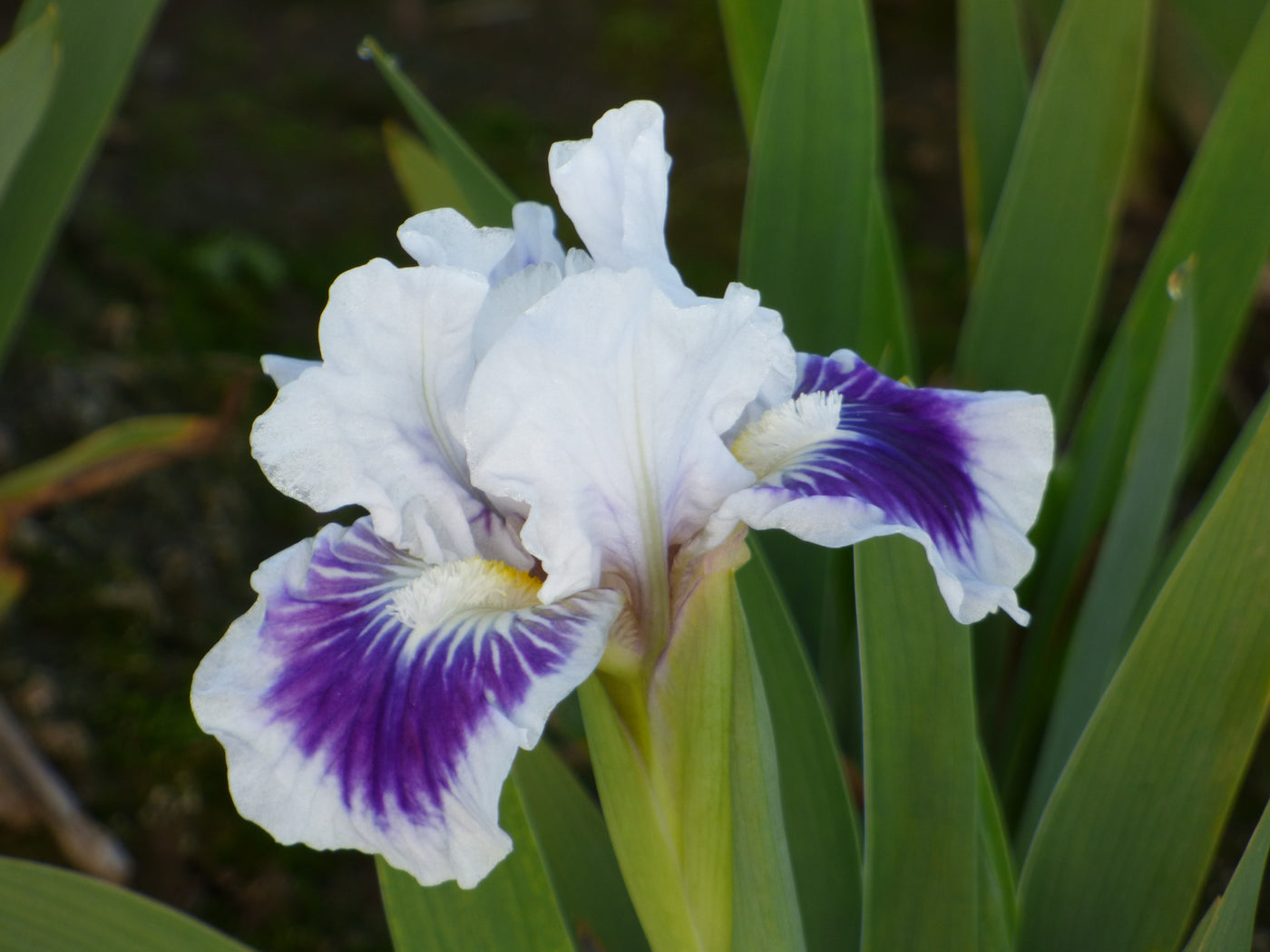 Riveting Potted Iris