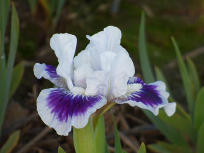 Riveting Potted Iris