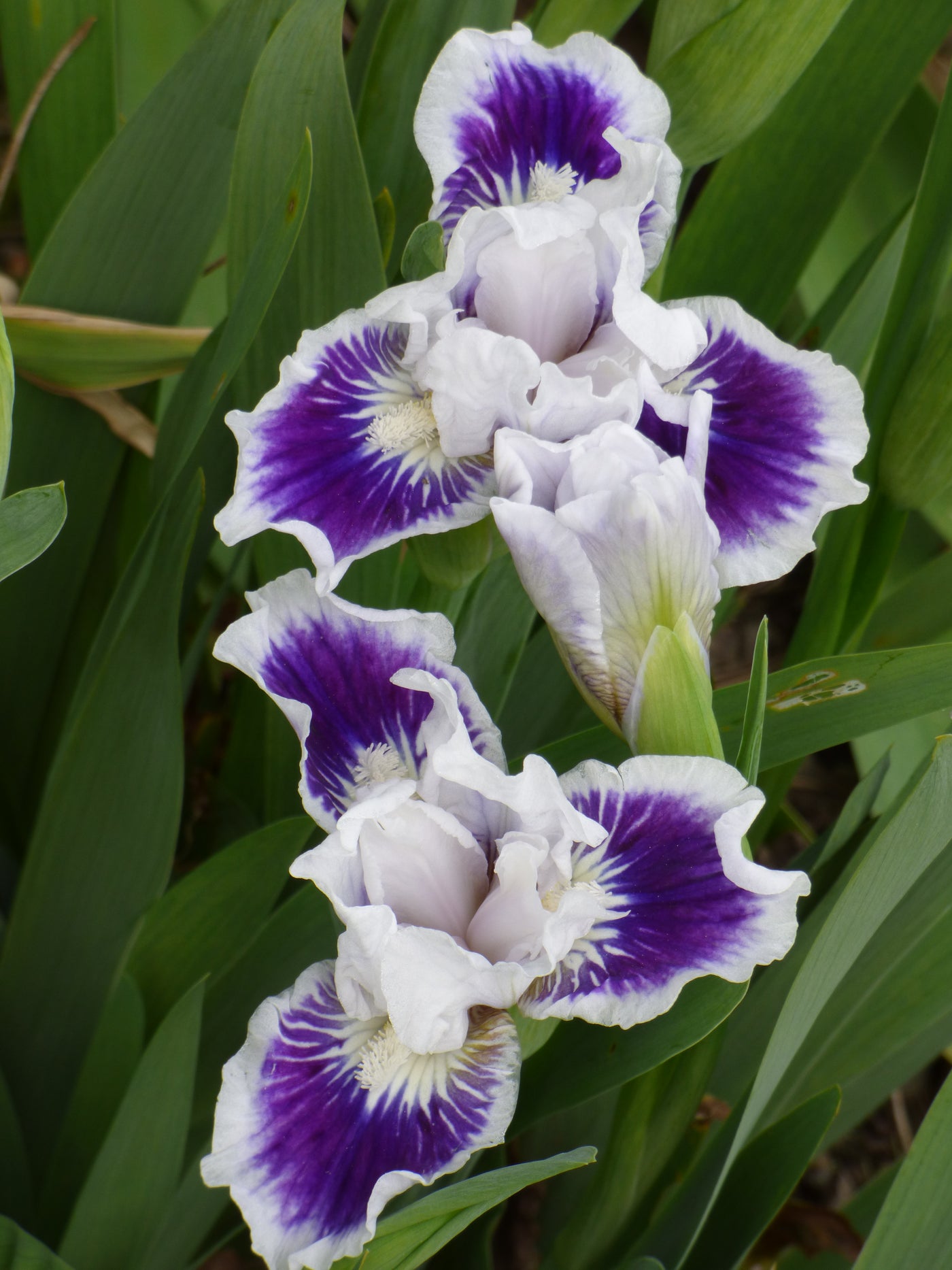 Riveting Potted Iris