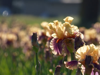 Smith Rock Potted Iris