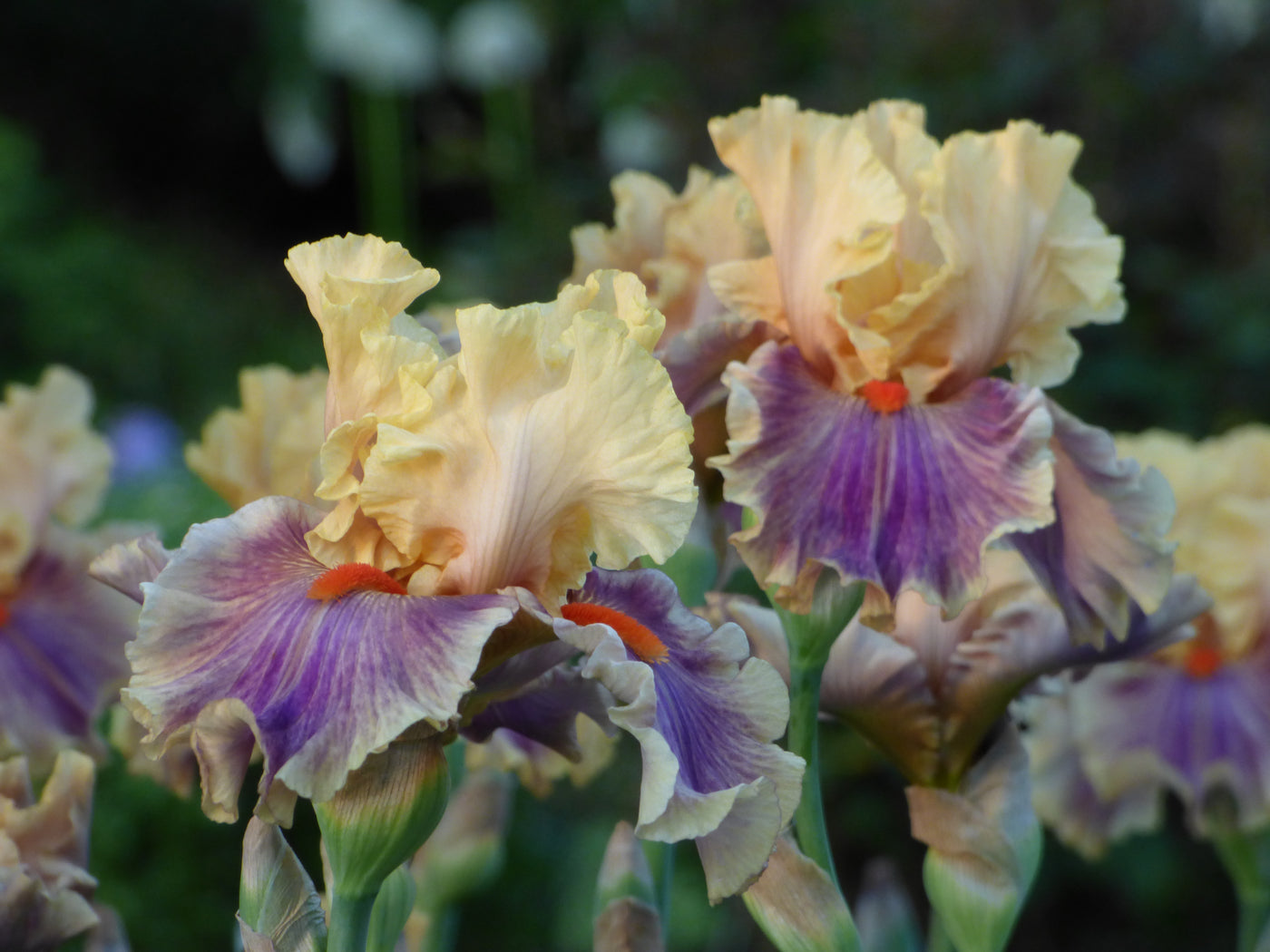 Smith Rock Potted Iris