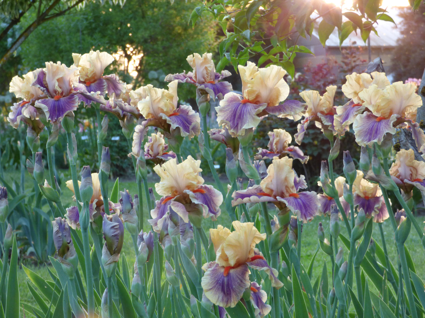 Smith Rock Potted Iris