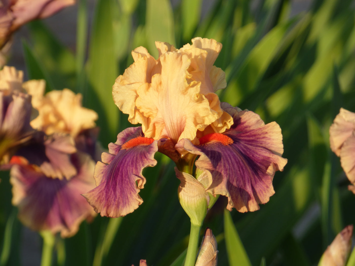 Smith Rock Potted Iris