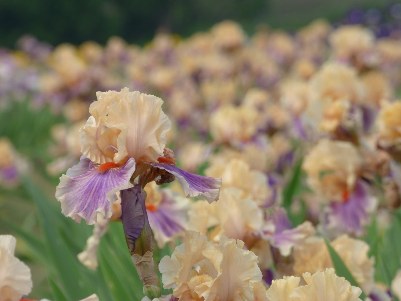 Smith Rock Potted Iris