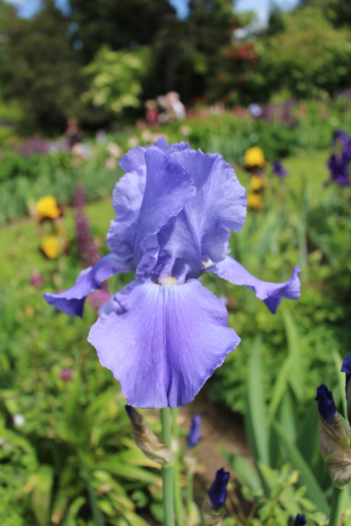 Sugar Blues Potted Iris