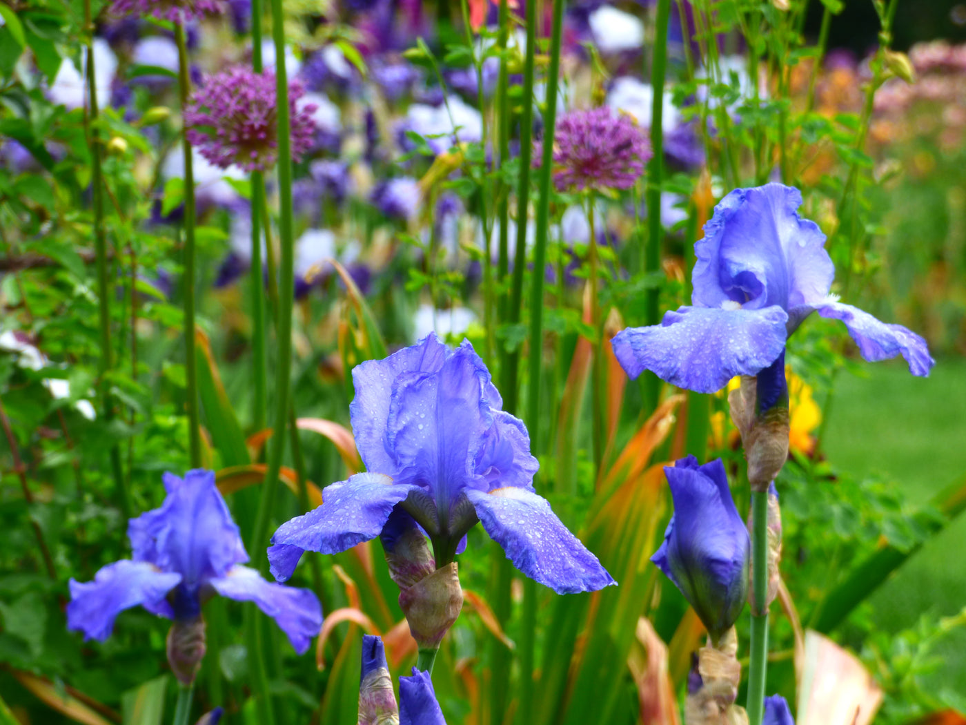 Sugar Blues Potted Iris