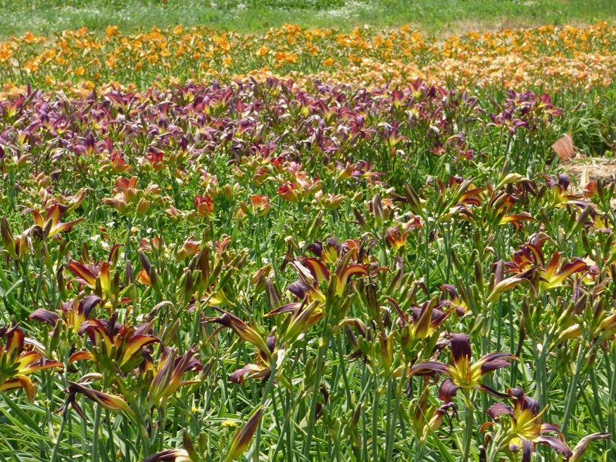 Farmer's Choice Daylily Tray of 60