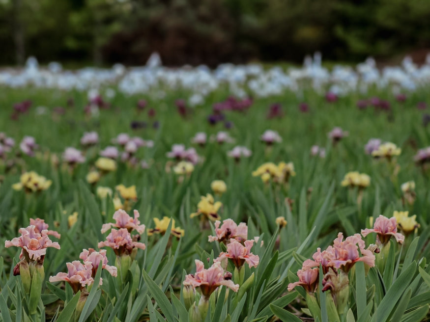 Farmer's Choice Dwarf Tray of 100