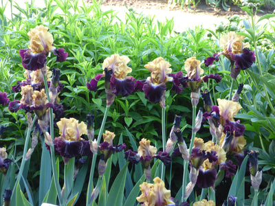 Table for Two Potted Iris