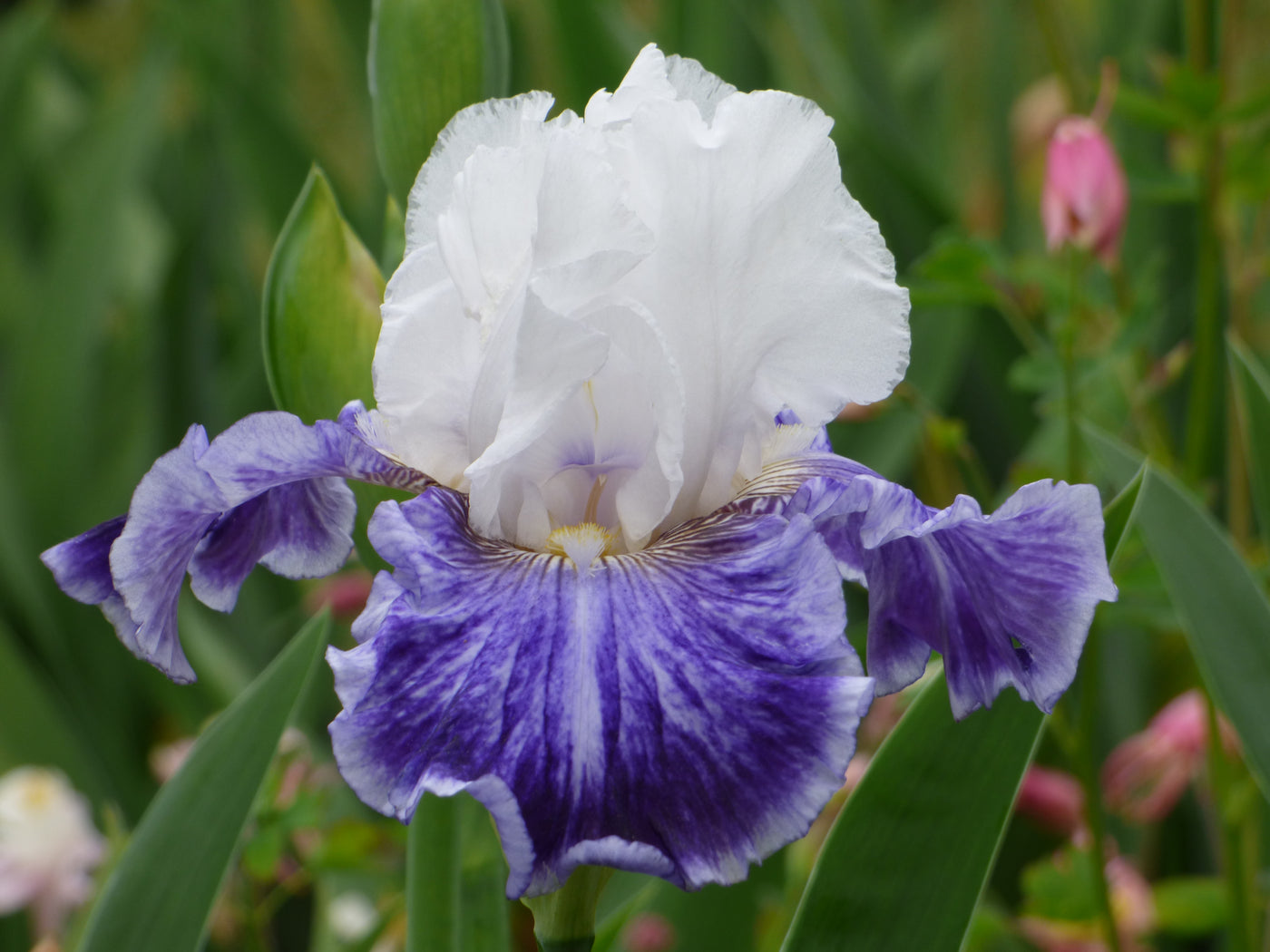 Tillamook Bay Potted Iris