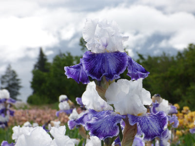 Tillamook Bay Potted Iris