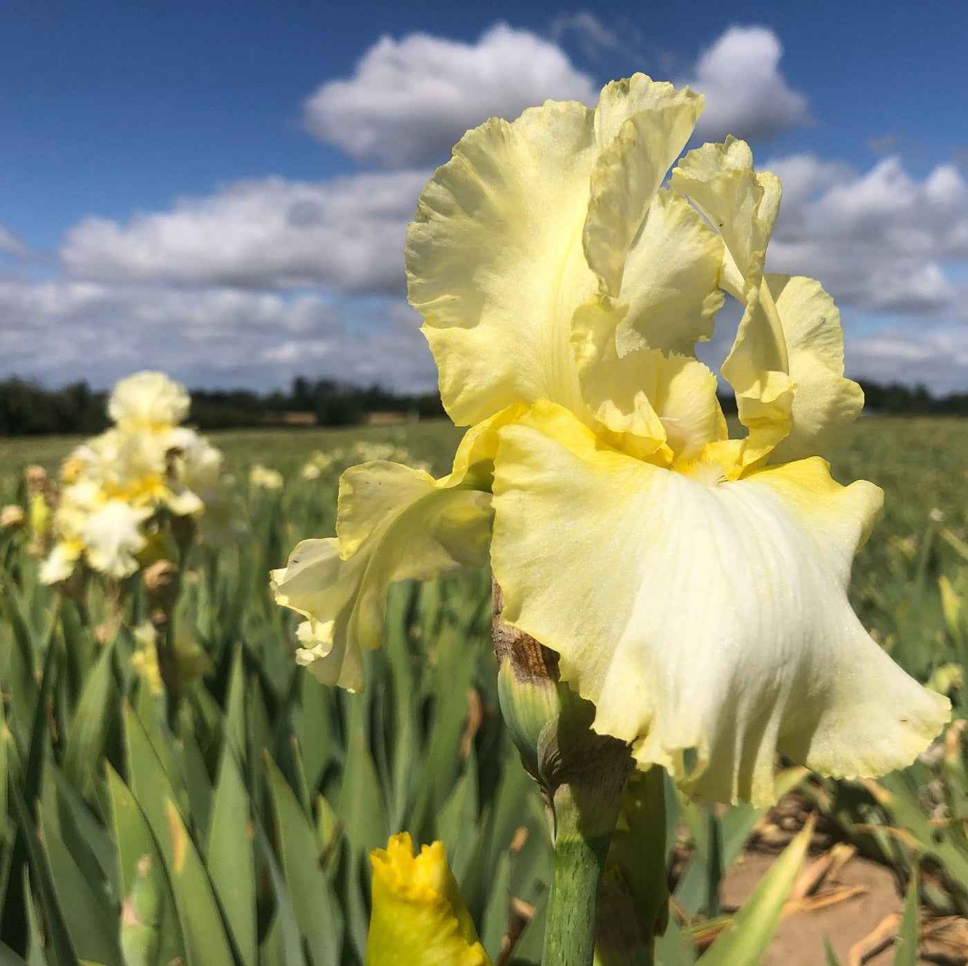 Total Recall Potted Iris