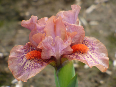 Tuned In Potted Iris