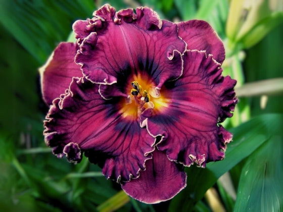 Surprise Grab Bag Daylily Collection