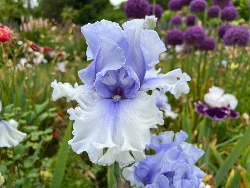 Willamette Mist (Iris)