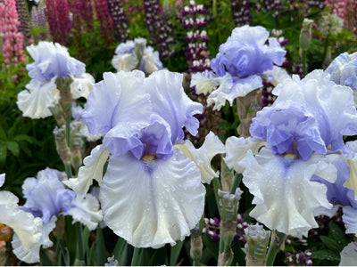 Willamette Mist (Iris)