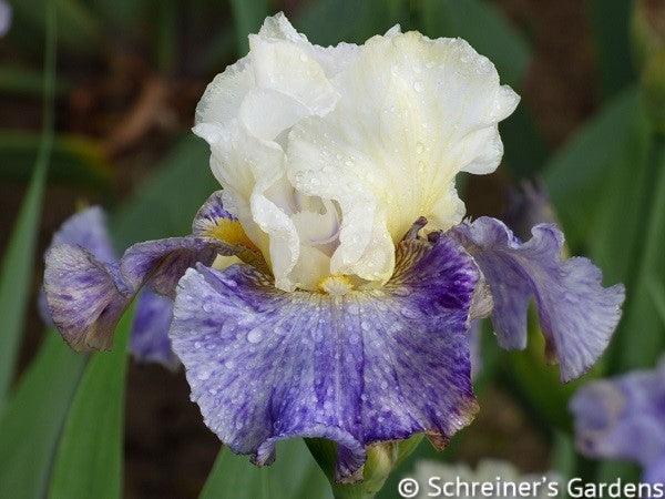 Rhizome Cowboy - Free bonus with $50 Bearded Iris Purchase